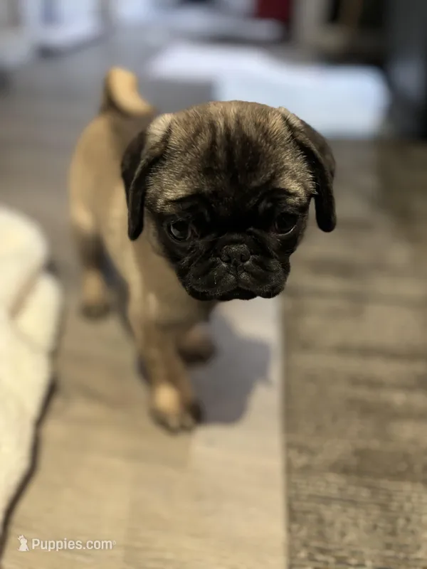 Rico, a male Pug for sale in Lake Stevens, WA – Photo 1 of 5