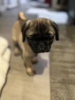 Rico, a male Pug for sale in Lake Stevens, WA – Photo 1 of 5