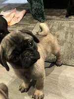 Rico, a male Pug for sale in Lake Stevens, WA – Photo 4 of 5