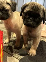 Rico, a male Pug for sale in Lake Stevens, WA – Photo 2 of 5