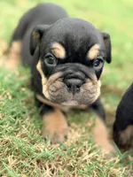 Chucky, a male English Bulldog for sale in Lake Stevens, WA – 6 of 6