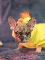 Two Face, a male French Bulldog for sale in Lake Stevens, WA – Photo 1 of 6