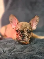 Two Face, a male French Bulldog for sale in Lake Stevens, WA – Photo 6 of 6