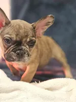 Two Face, a male French Bulldog for sale in Lake Stevens, WA – Photo 3 of 6