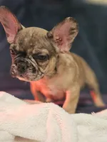 Two Face, a male French Bulldog for sale in Lake Stevens, WA – Photo 4 of 6