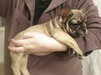 Two Face, a male French Bulldog for sale in Lake Stevens, WA – Photo 2 of 6