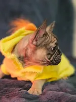 Two Face, a male French Bulldog for sale in Lake Stevens, WA – Photo 5 of 6