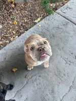 Toby, a male English Bulldog for sale in Lake Stevens, WA – 3 of 3