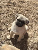 Snow White, a female Pug for sale in Lake Stevens, WA – Photo 1 of 3