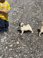 Snow White, a female Pug for sale in Lake Stevens, WA – Photo 3 of 3