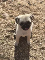 Snow White, a female Pug for sale in Lake Stevens, WA – Photo 2 of 3