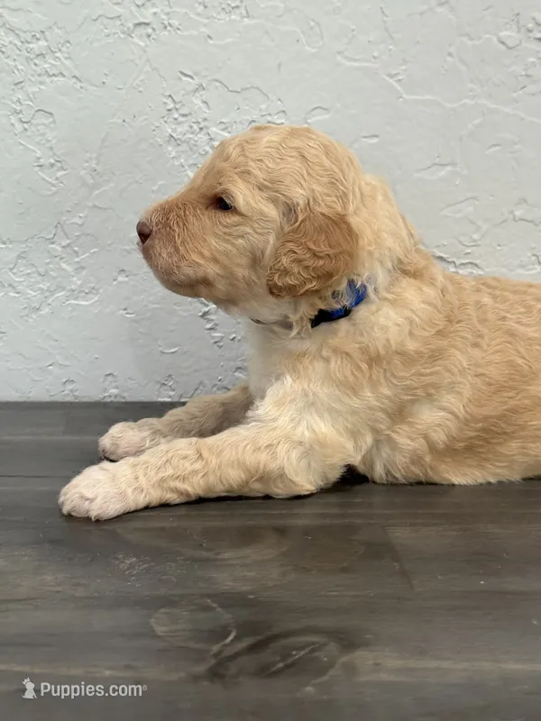 Blue – Shepadoodle puppy for sale in Oshkosh, WI