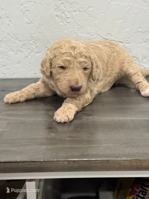 Black – Shepadoodle puppy on hold in Oshkosh, WI