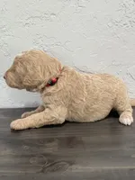 Red, a male Shepadoodle for sale in Oshkosh, WI – 2 of 2