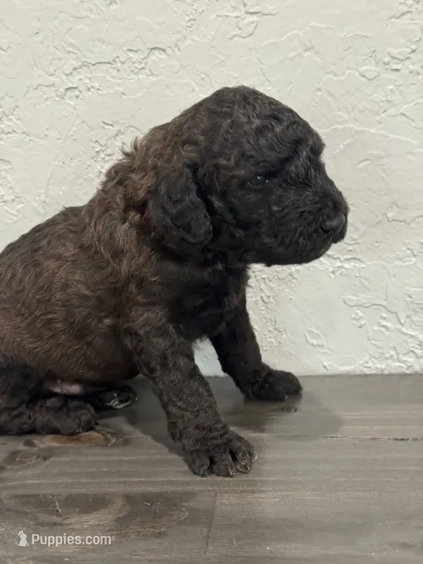 Orange – Shepadoodle puppy for sale in Oshkosh, WI