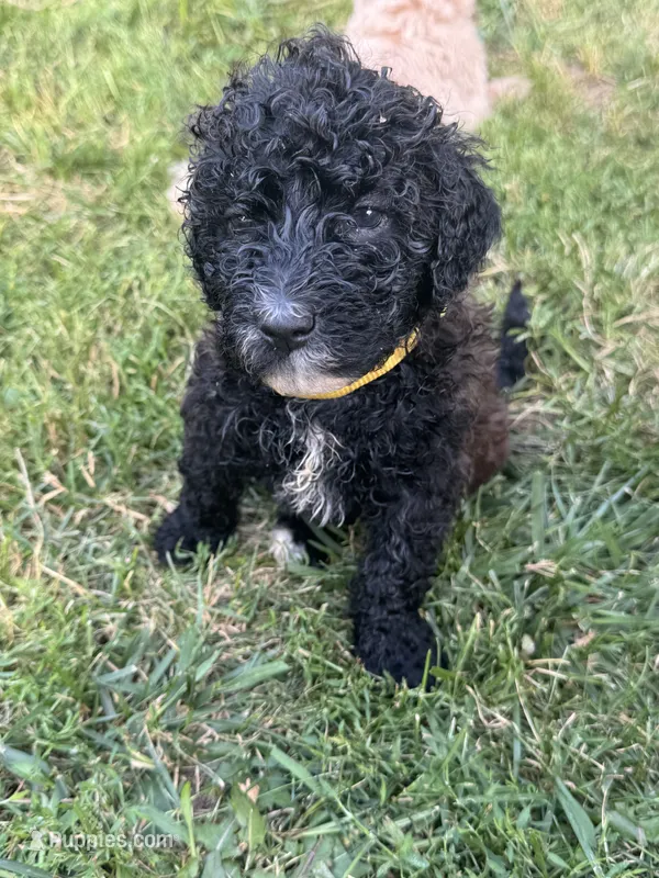 Yellow  – Shepadoodle puppy for sale in Oshkosh, WI