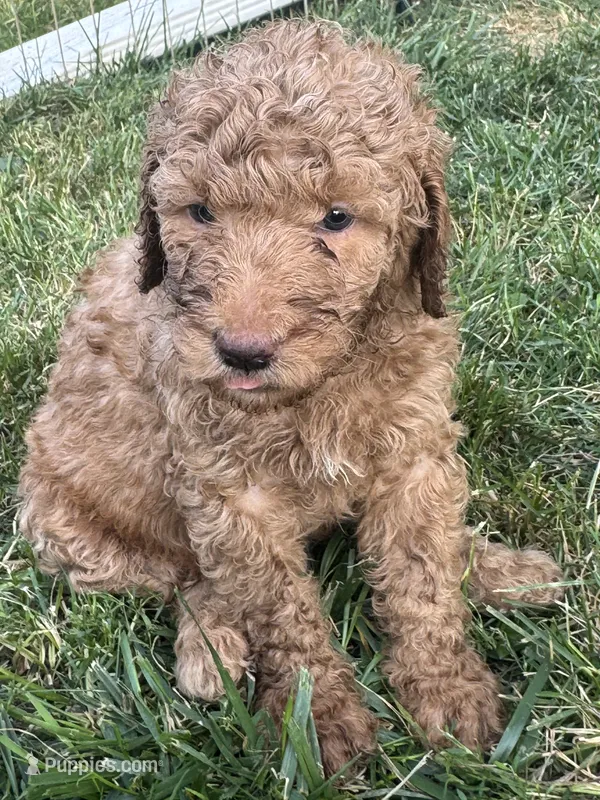 Purple – Shepadoodle puppy for sale in Oshkosh, WI