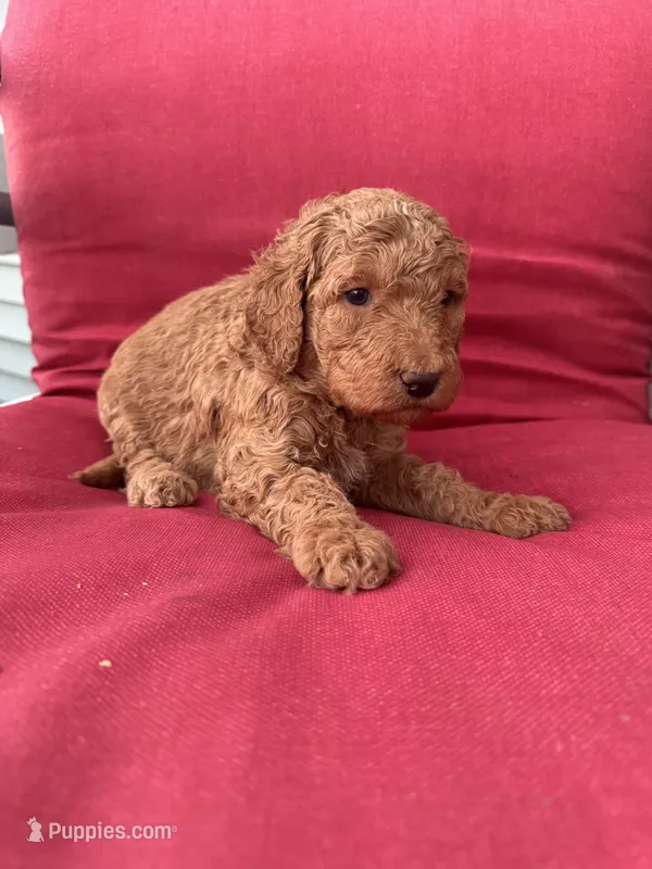 Purple – Shepadoodle puppy for sale in Oshkosh, WI