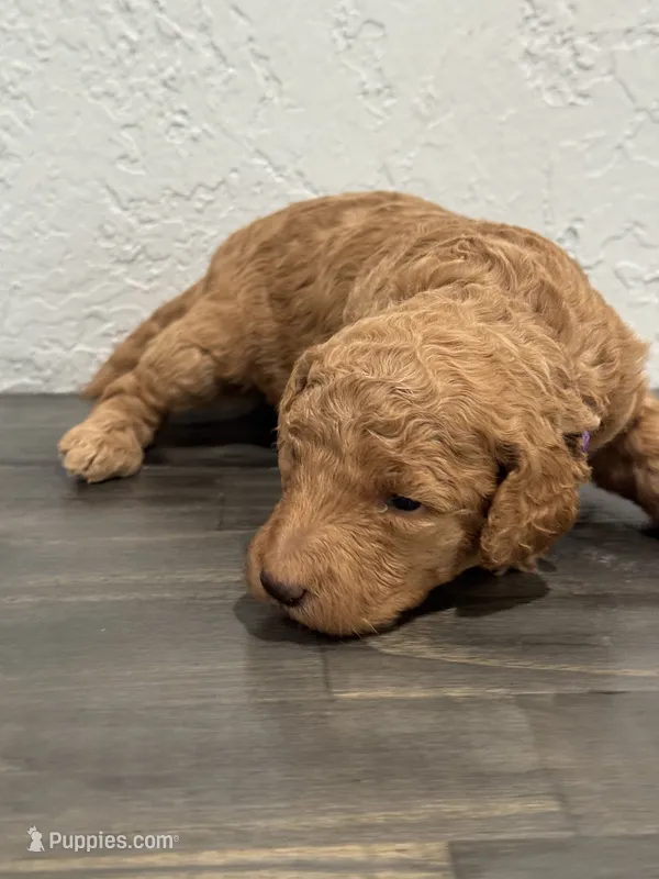 Purple – Shepadoodle puppy for sale in Oshkosh, WI