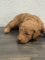 Purple, a female Shepadoodle for sale in Oshkosh, WI – 1 of 2