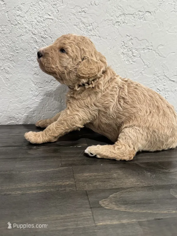 Grey – Shepadoodle puppy for sale in Oshkosh, WI