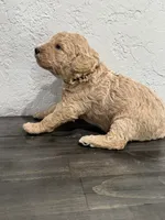 Grey, a female Shepadoodle for sale in Oshkosh, WI – 1 of 2