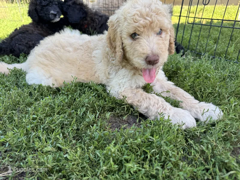 Blue – Shepadoodle puppy for sale in Oshkosh, WI