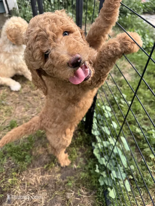 Purple – Shepadoodle puppy for sale in Oshkosh, WI