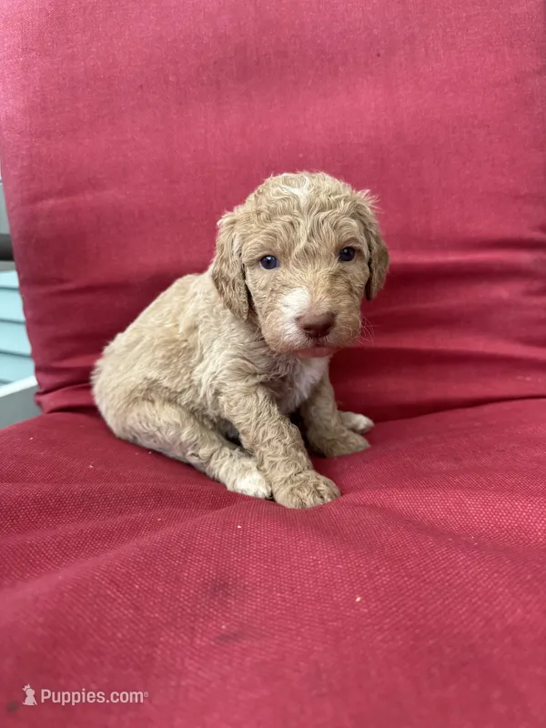 Red – Shepadoodle puppy for sale in Oshkosh, WI