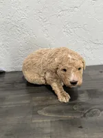 Grey, a female Shepadoodle for sale in Oshkosh, WI – 2 of 2