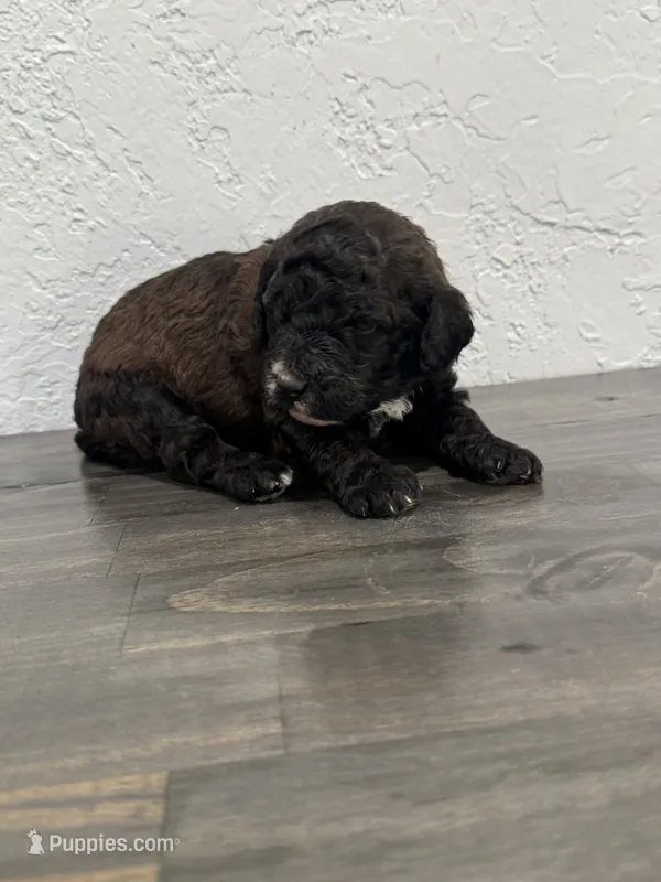 Yellow  – Shepadoodle puppy for sale in Oshkosh, WI