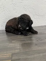 Yellow , a female Shepadoodle for sale in Oshkosh, WI – 1 of 2