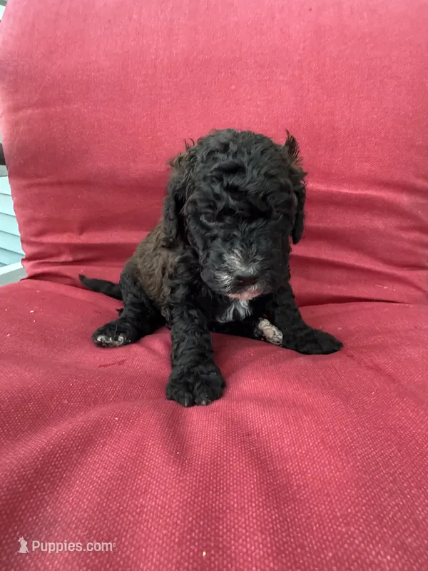 Yellow  – Shepadoodle puppy for sale in Oshkosh, WI