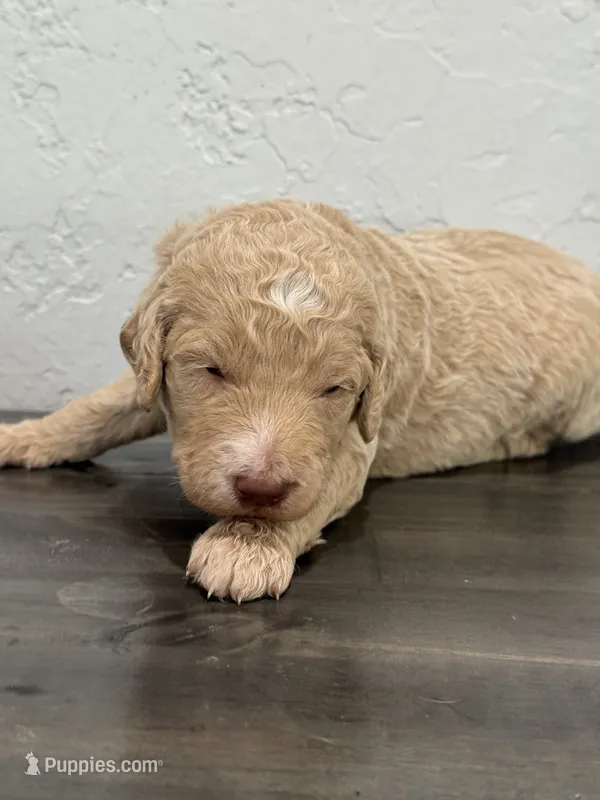 Red – Shepadoodle puppy for sale in Oshkosh, WI