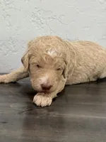 Red, a male Shepadoodle for sale in Oshkosh, WI – 1 of 2