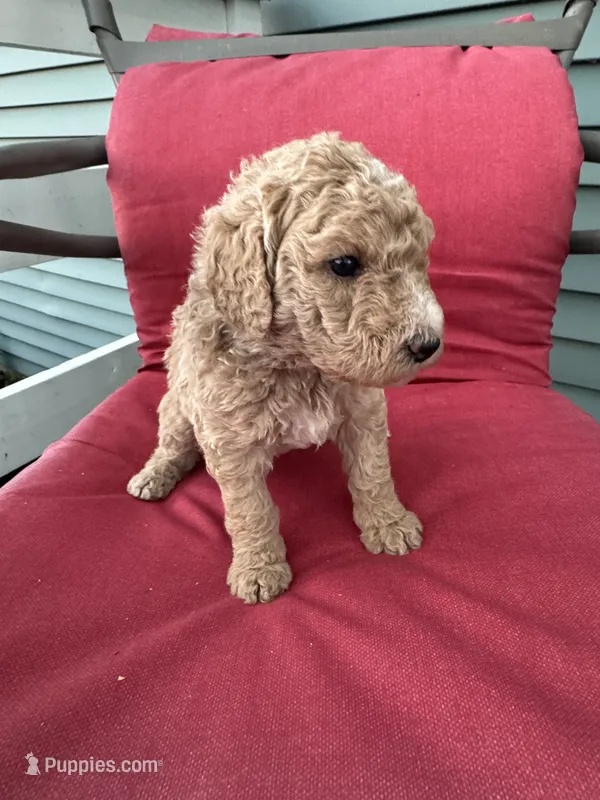 Grey – Shepadoodle puppy for sale in Oshkosh, WI