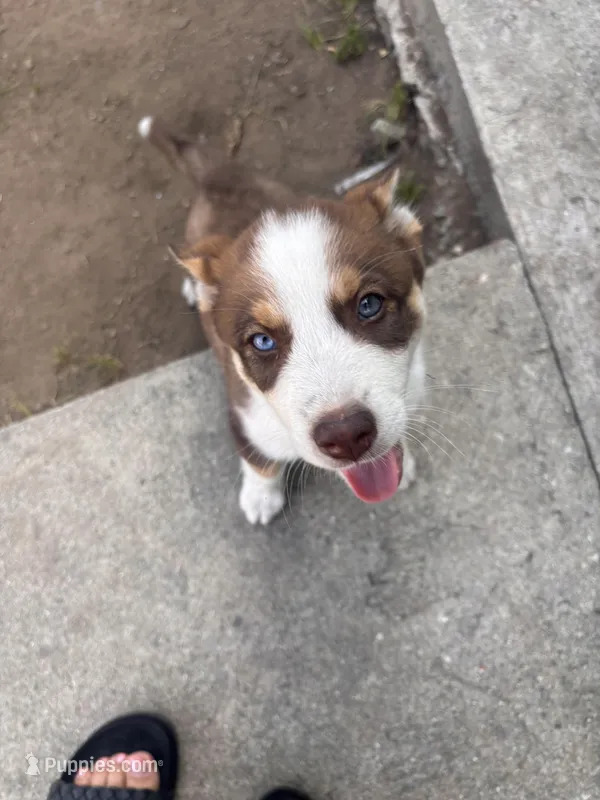 Kobe – Australian Shepherd, Siberian Husky puppy for sale in Temple City, CA