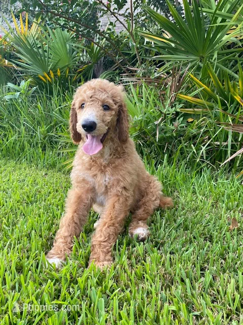 Good-natured Gray collar – Poodle - Standard  puppy for sale in Navarre, FL