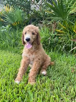 Good-natured Gray collar, a male Poodle - Standard  for sale in Navarre, FL – 1 of 3