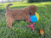 Brilliant Blue collar , a female Poodle - Standard  for sale in Navarre, FL – 4 of 4