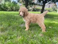 Pretty in Pink collar, a female Poodle - Standard  for sale in Navarre, FL – 3 of 5