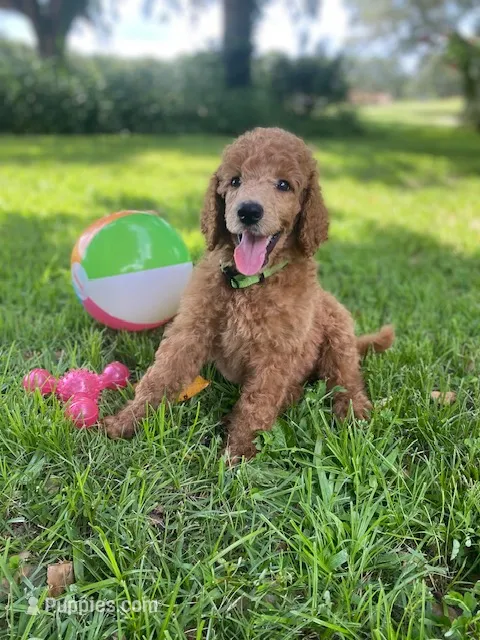 Glamorous Green collar – Poodle - Standard  puppy for sale in Navarre, FL