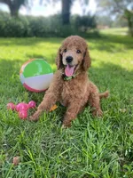 Glamorous Green collar, a female Poodle - Standard  for sale in Navarre, FL – 1 of 3