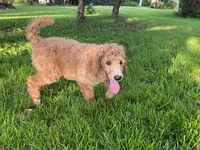 Good-natured Gray collar, a male Poodle - Standard  for sale in Navarre, FL – 3 of 3