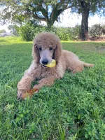Radiant Red collar, a female Poodle - Standard  for sale in Navarre, FL – 4 of 4