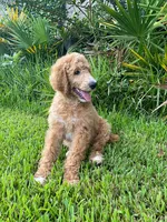 Good-natured Gray collar, a male Poodle - Standard  for sale in Navarre, FL – 2 of 3