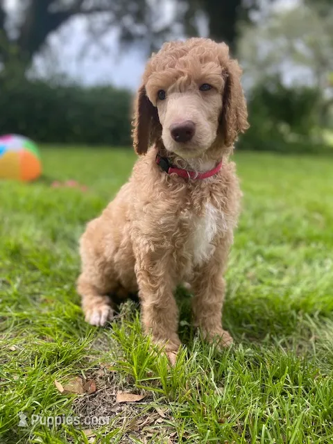 Pretty in Pink collar – Poodle - Standard  puppy on hold in Navarre, FL