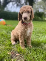 Pretty in Pink collar, a female Poodle - Standard  for sale in Navarre, FL – 1 of 5