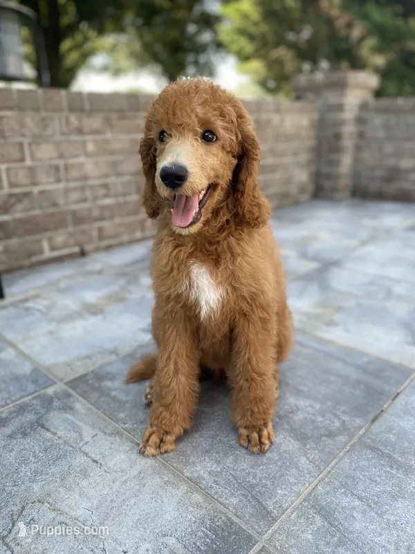 Yours Truly Yellow collar – Poodle - Standard  puppy for sale in Navarre, FL