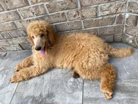 Radiant Red collar, a female Poodle - Standard  for sale in Navarre, FL – 2 of 4